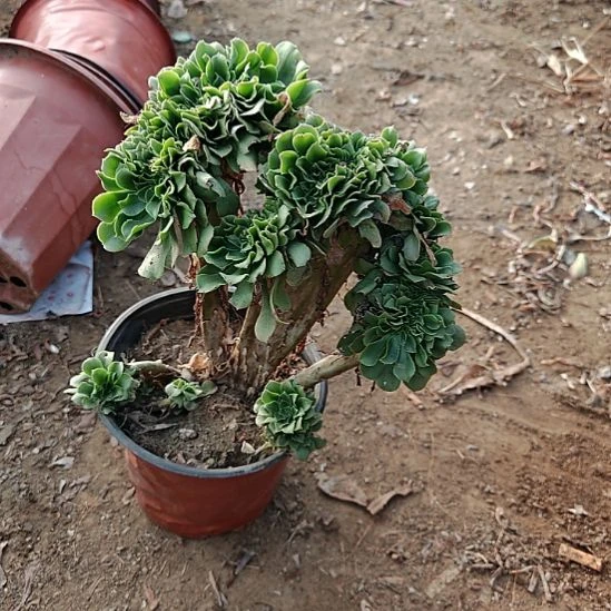 绿羊绒缀加急法师了2
