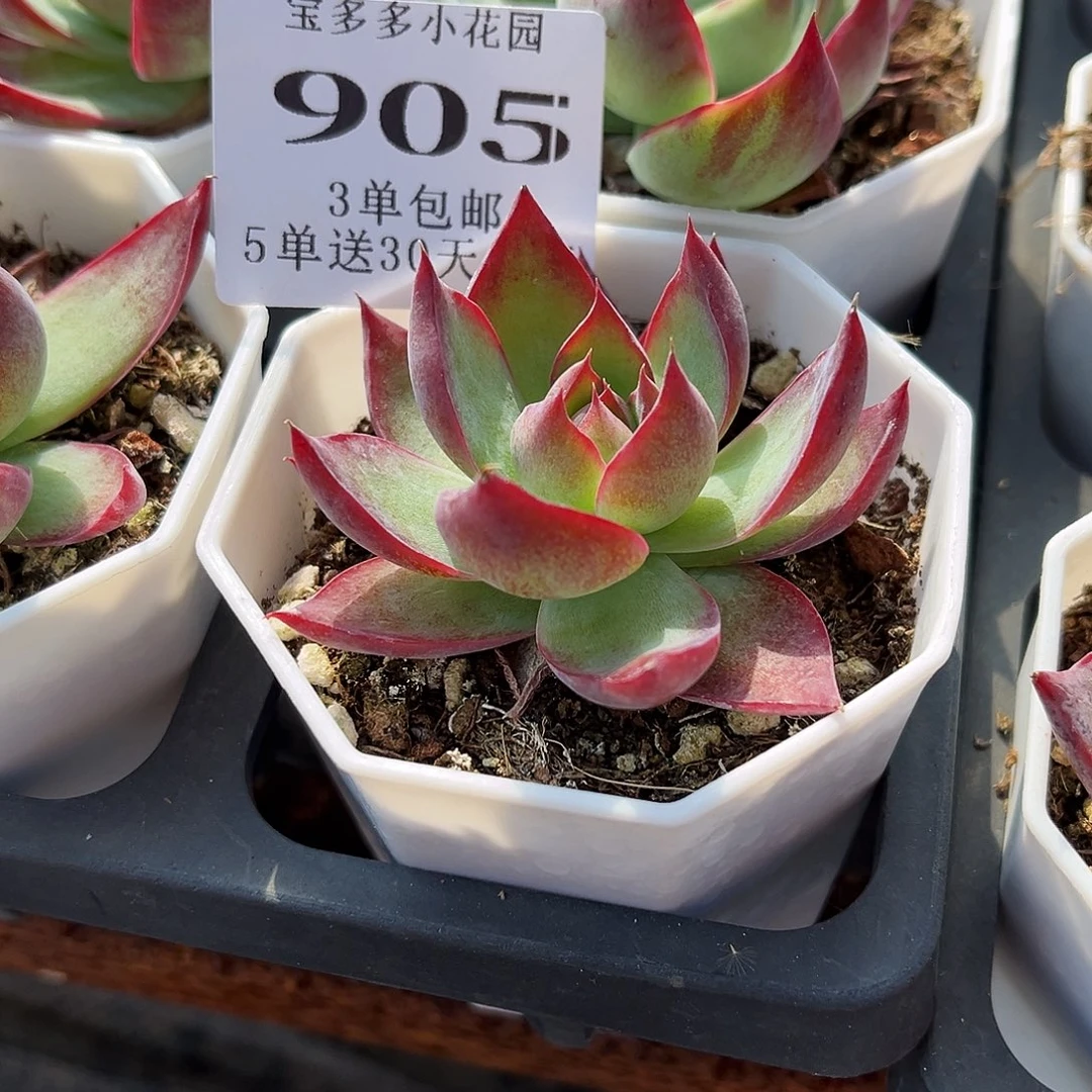 囍***惊鸿一物一拍满3单包邮 满26送一颗多肉