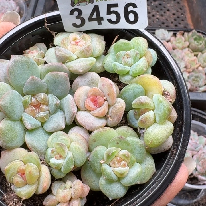 多肉植物多肉植物