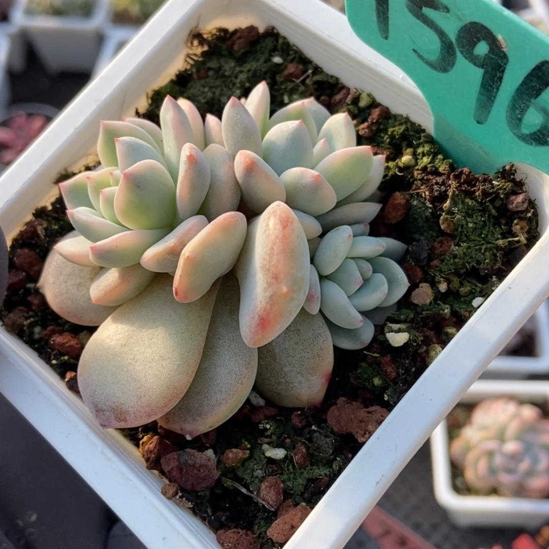 1596梦露锦多肉植物