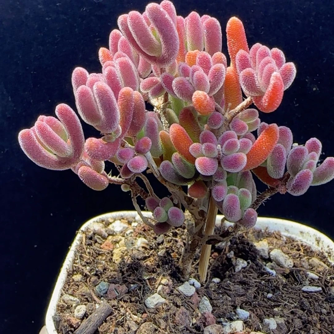 dy102晶莹飘杆福利