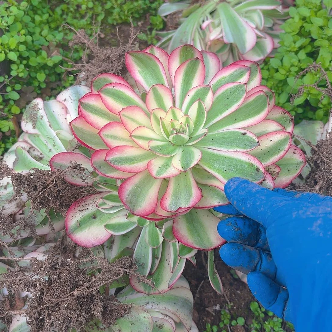 荔枝手捧多肉植物