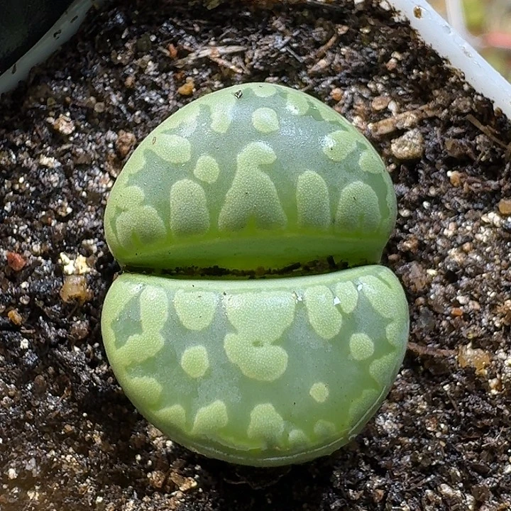 生石花11111。  192