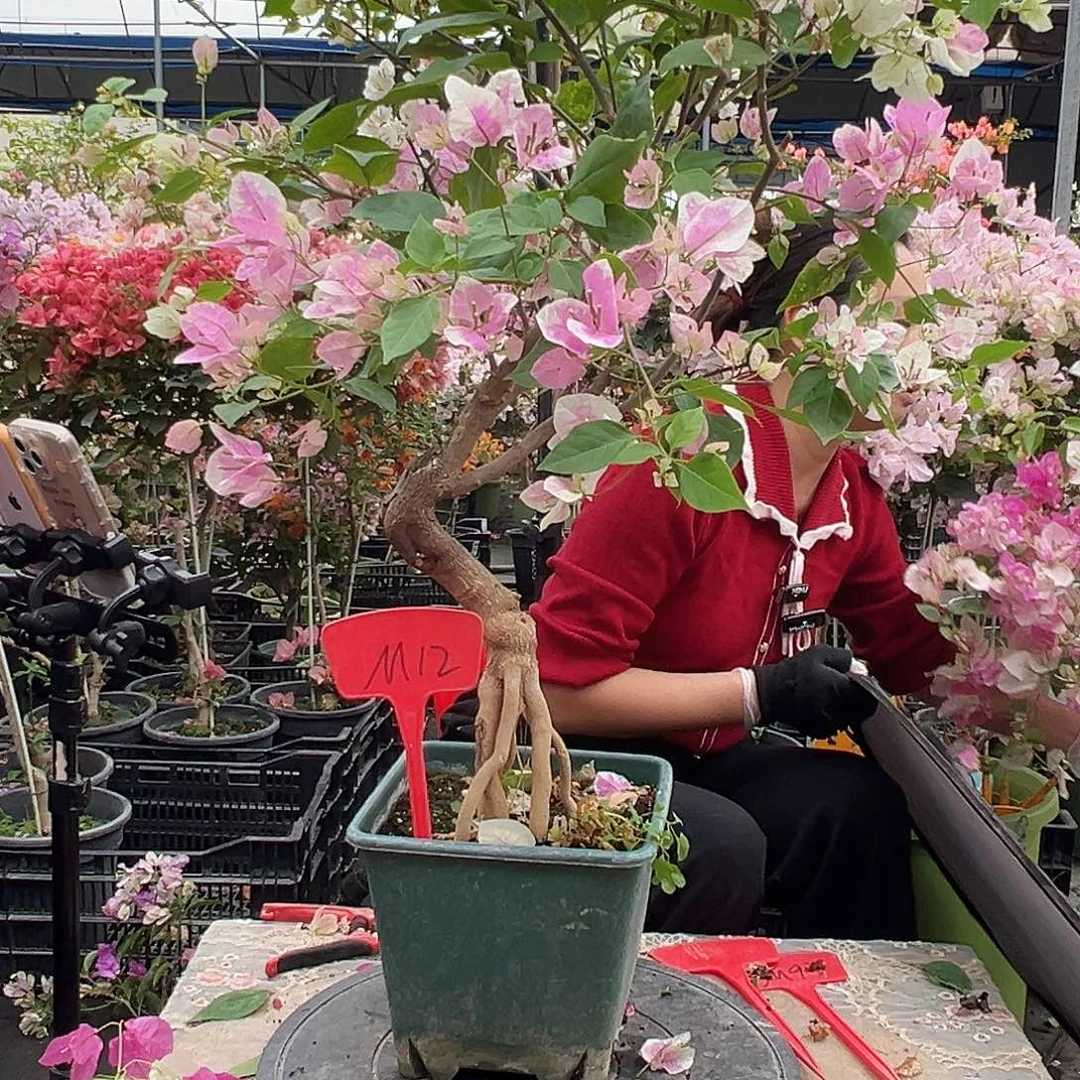 泡***糖大部分花苞少量开放M12广红英