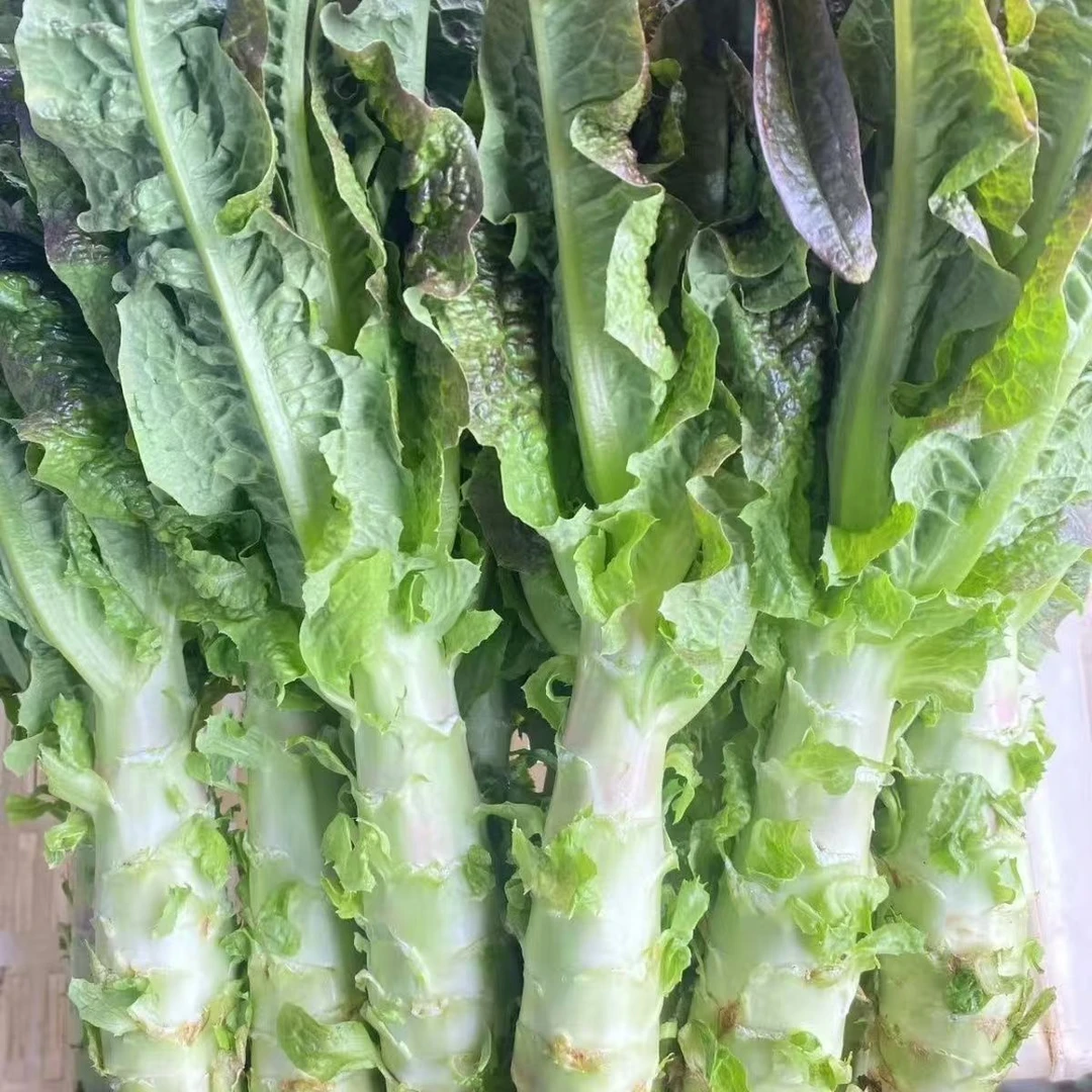 河南开封现砍现发新鲜红叶莴笋香笋5斤