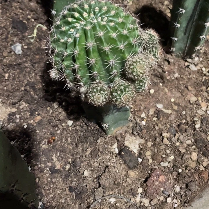 圆***z262号秀蒲嫁接带娃福利