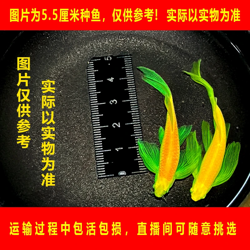 长尾蝶翼斑马小型淡水观赏鱼糖果龙凤翡翠绿玛丽古法缸新手练手鱼