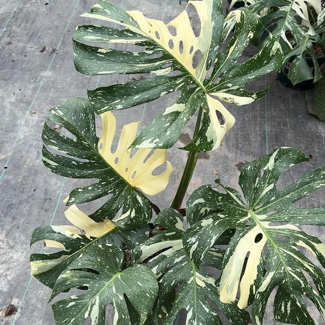 无花朵范*彤A6大洒金老叶焦尖