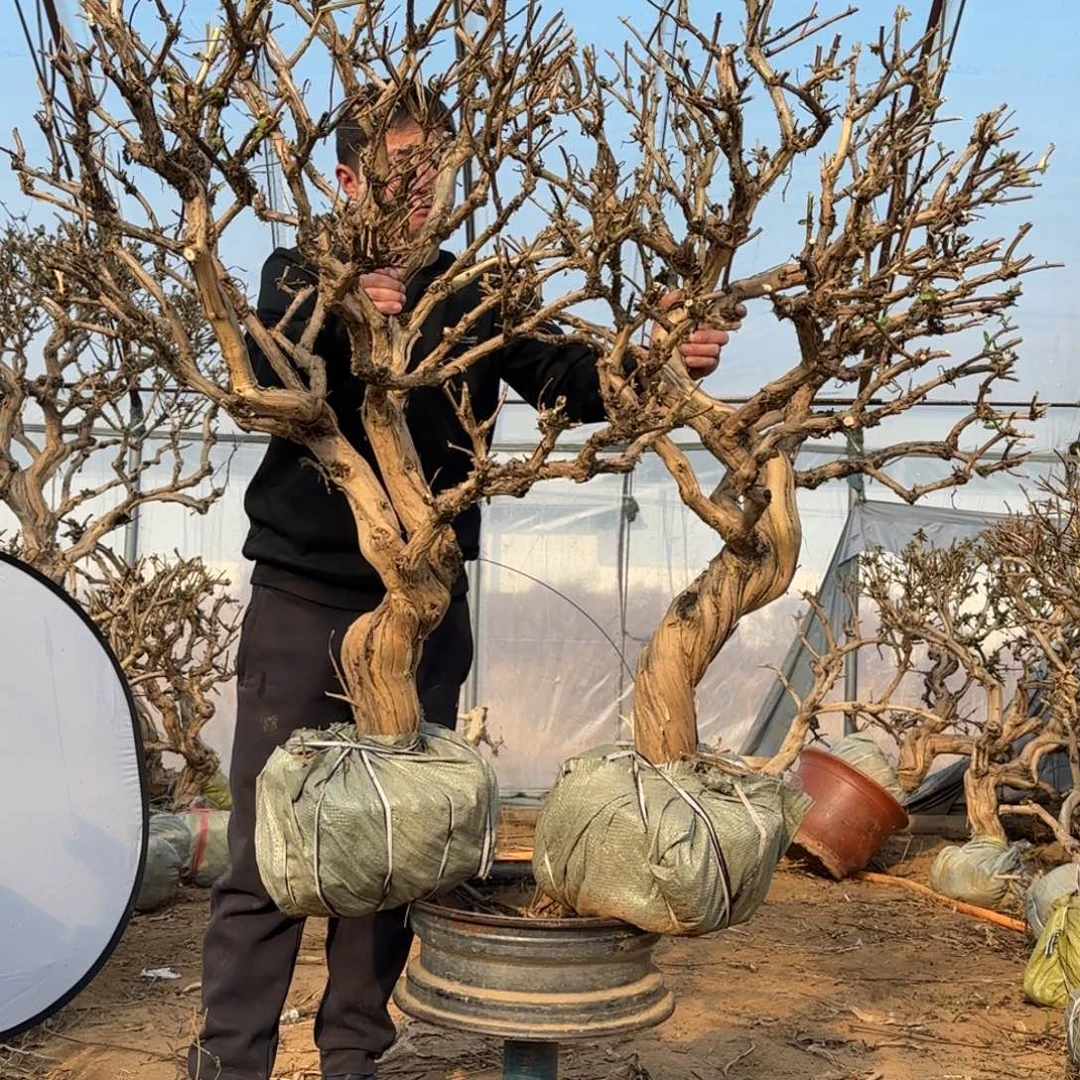 完全开放金银花4555889888