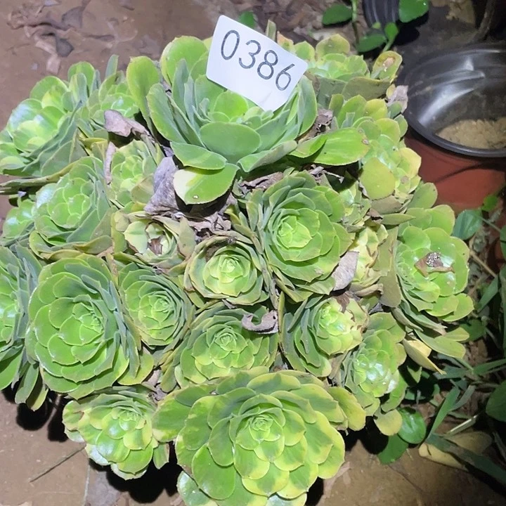 多肉植物法师和386五彩琉璃