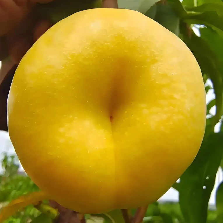 金玉油蟠嫁接枝条 六月中下旬成熟 黄皮黄肉 丰产甜度高