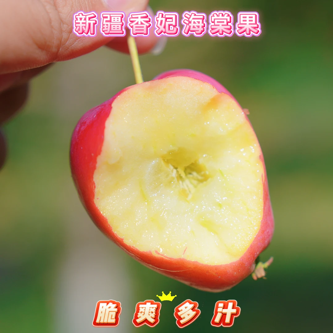 鸡心果 正宗新疆香妃海棠 小苹果   新疆伊犁包邮直发