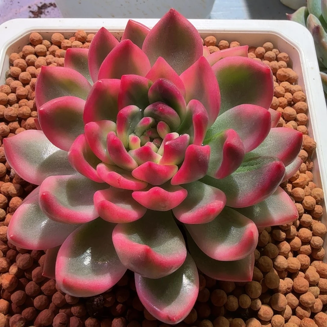 拉菲锦，多肉植物。