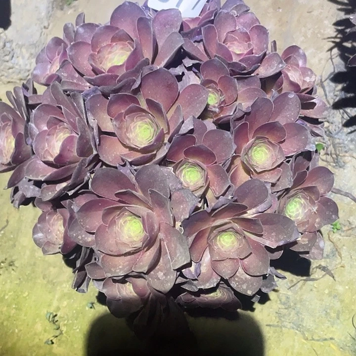 回***多肉植物法师377美金玫瑰