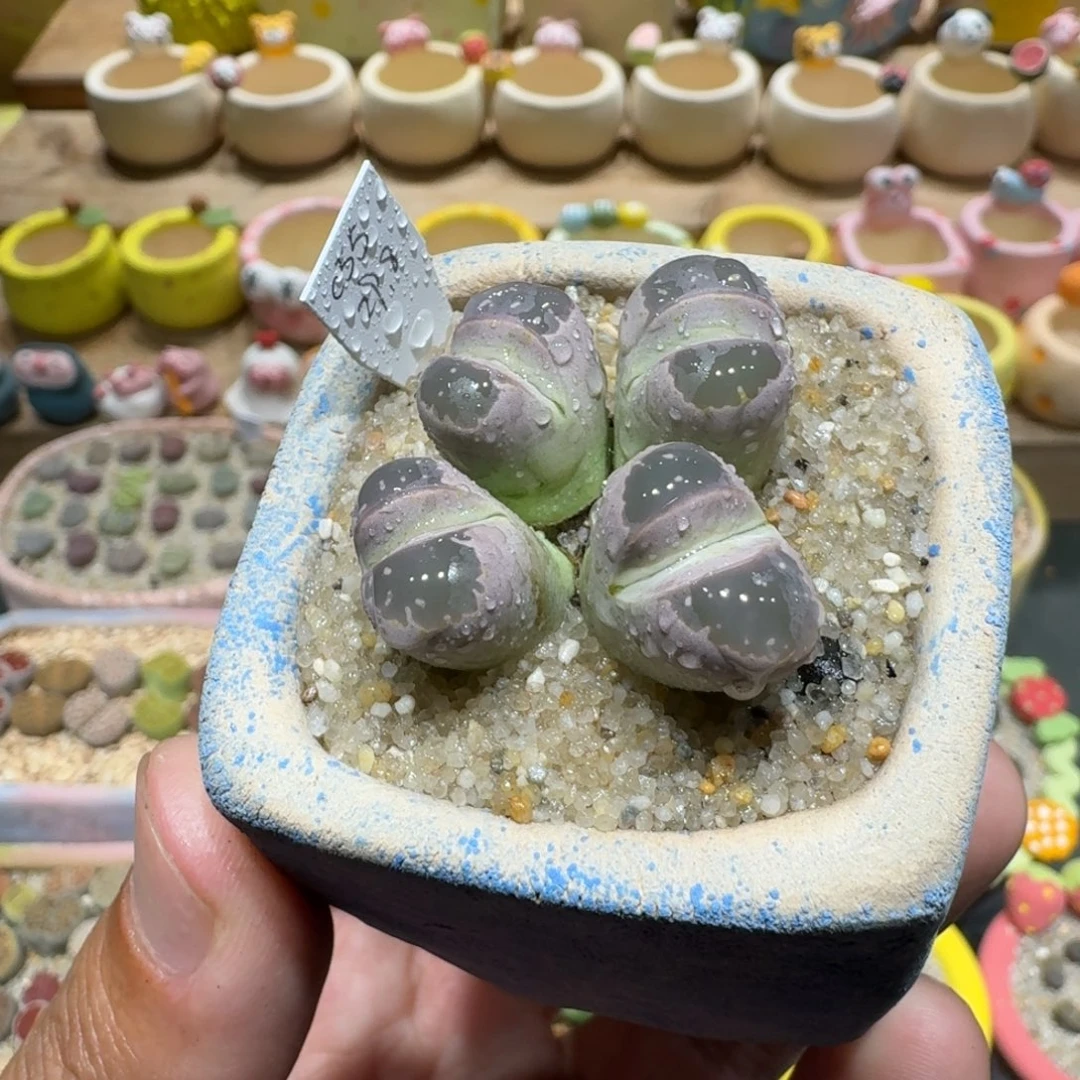蘑菇1103橄榄多肉植物