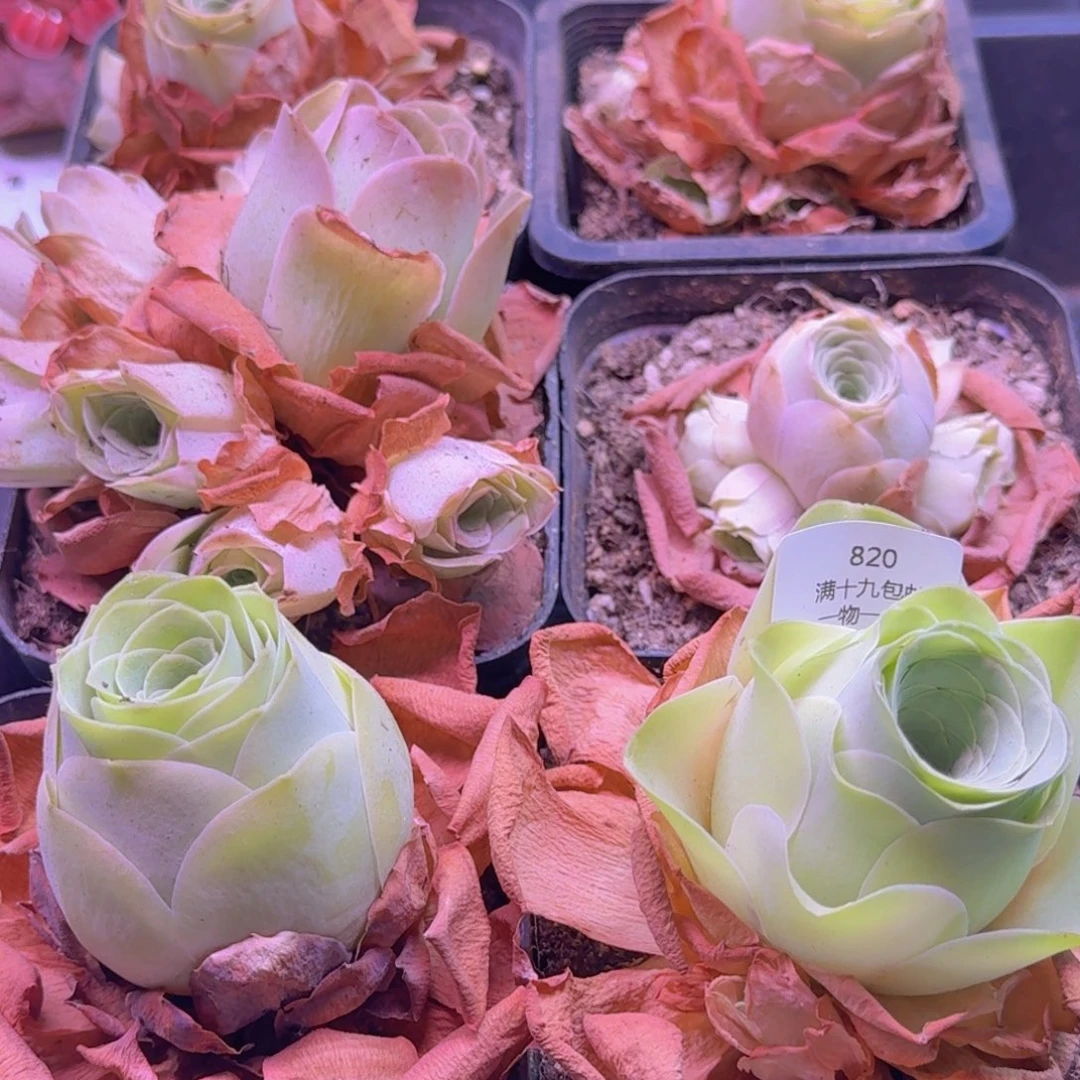 820 一筐一物一拍玫瑰