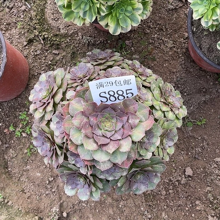 885抹茶多肉植物