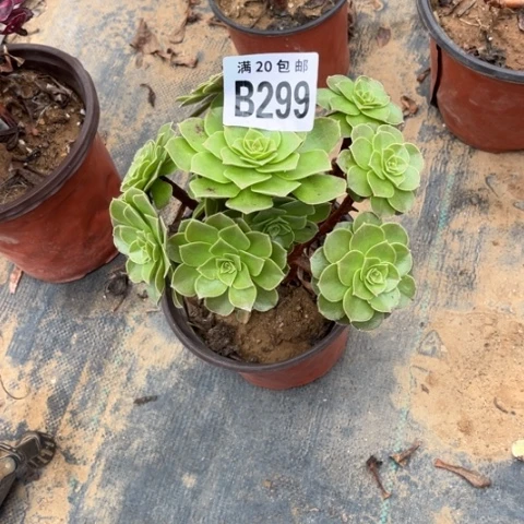 299花月夜不包断枝