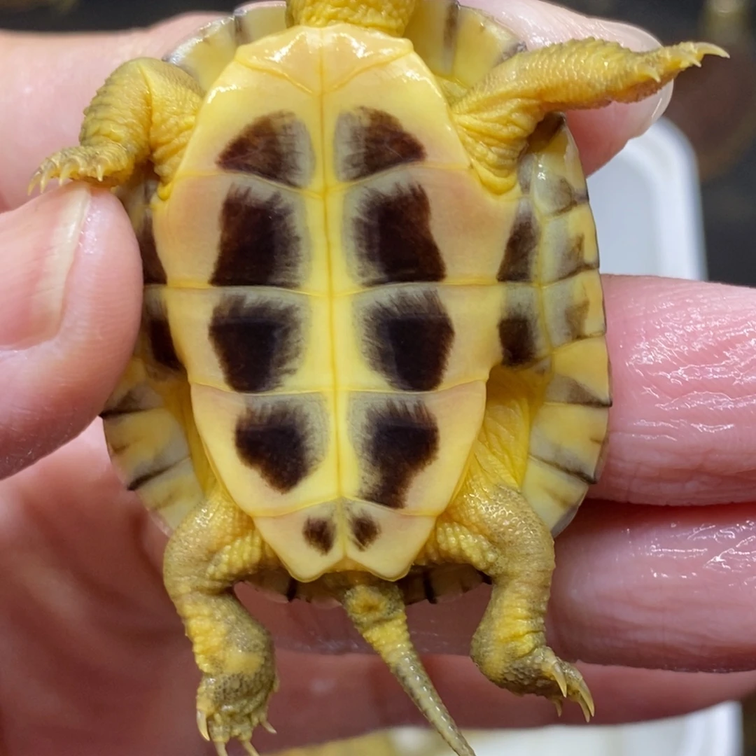 姝***起绿毛龟母黄喉小青龟