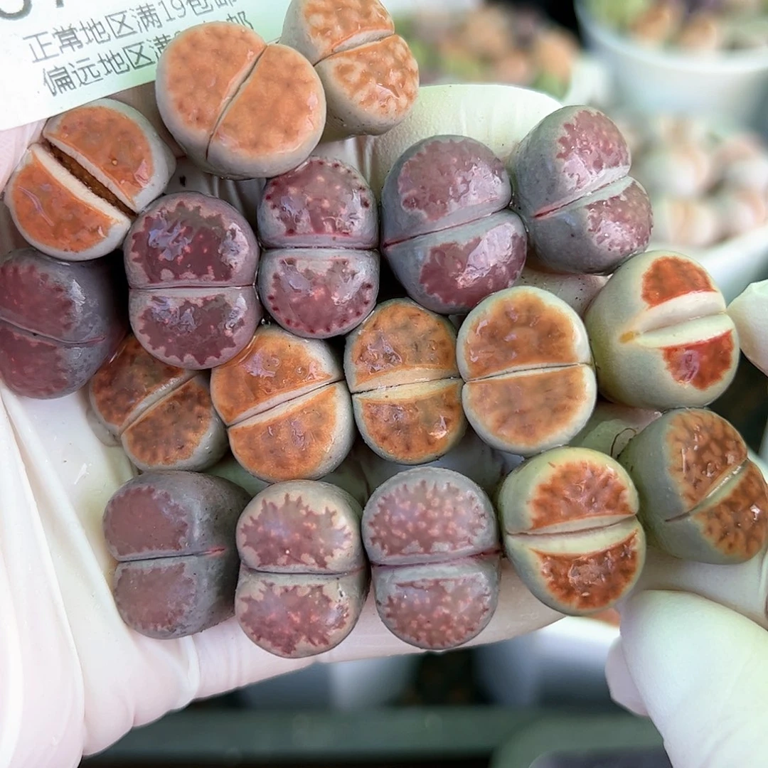 好养易活生石花大母本8716共18颗