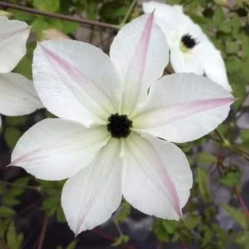 【向阳】铁线莲重瓣爬藤带花苗攀援庭院花卉盆栽地栽观花植物室内