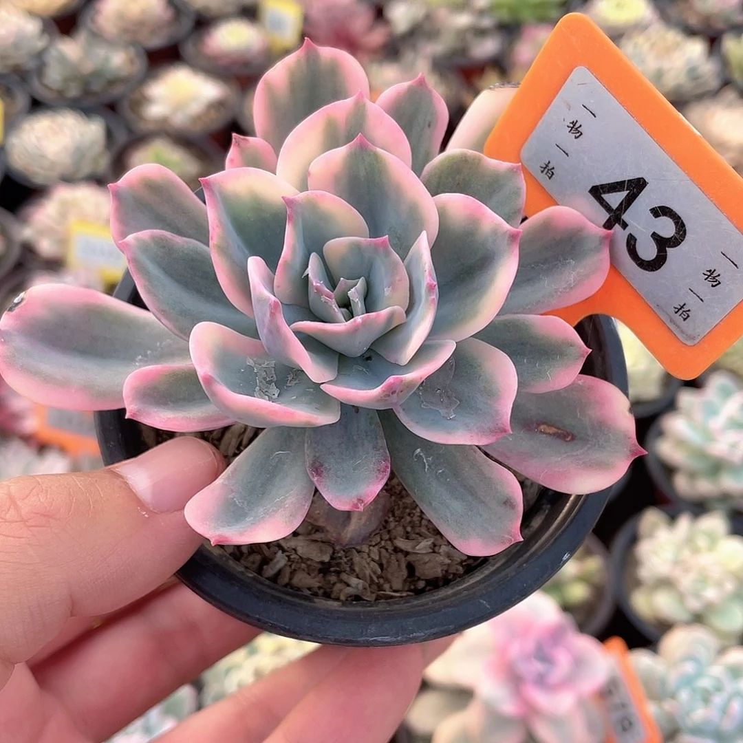 43号多肉植物盆栽