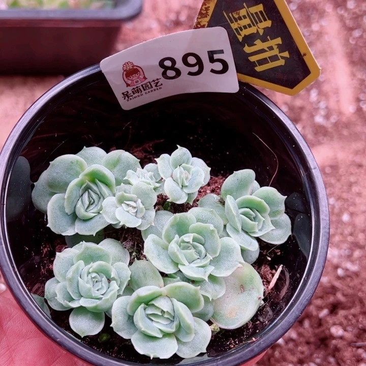 多肉植物多肉植物