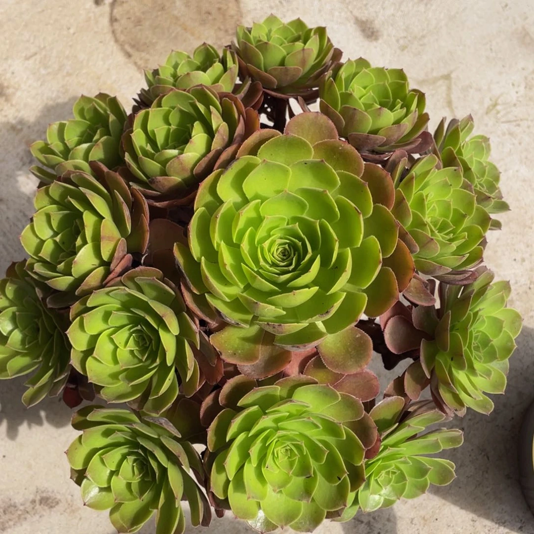 125红万朵朵精品法师多肉