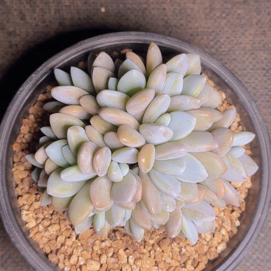 ?****桐发货思雨桐11111111