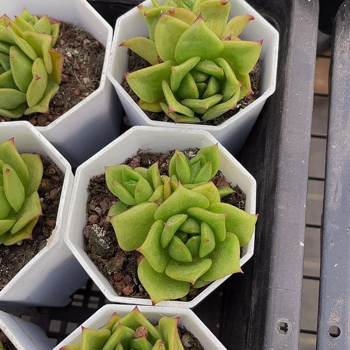 双头蔷薇锦带盆土发