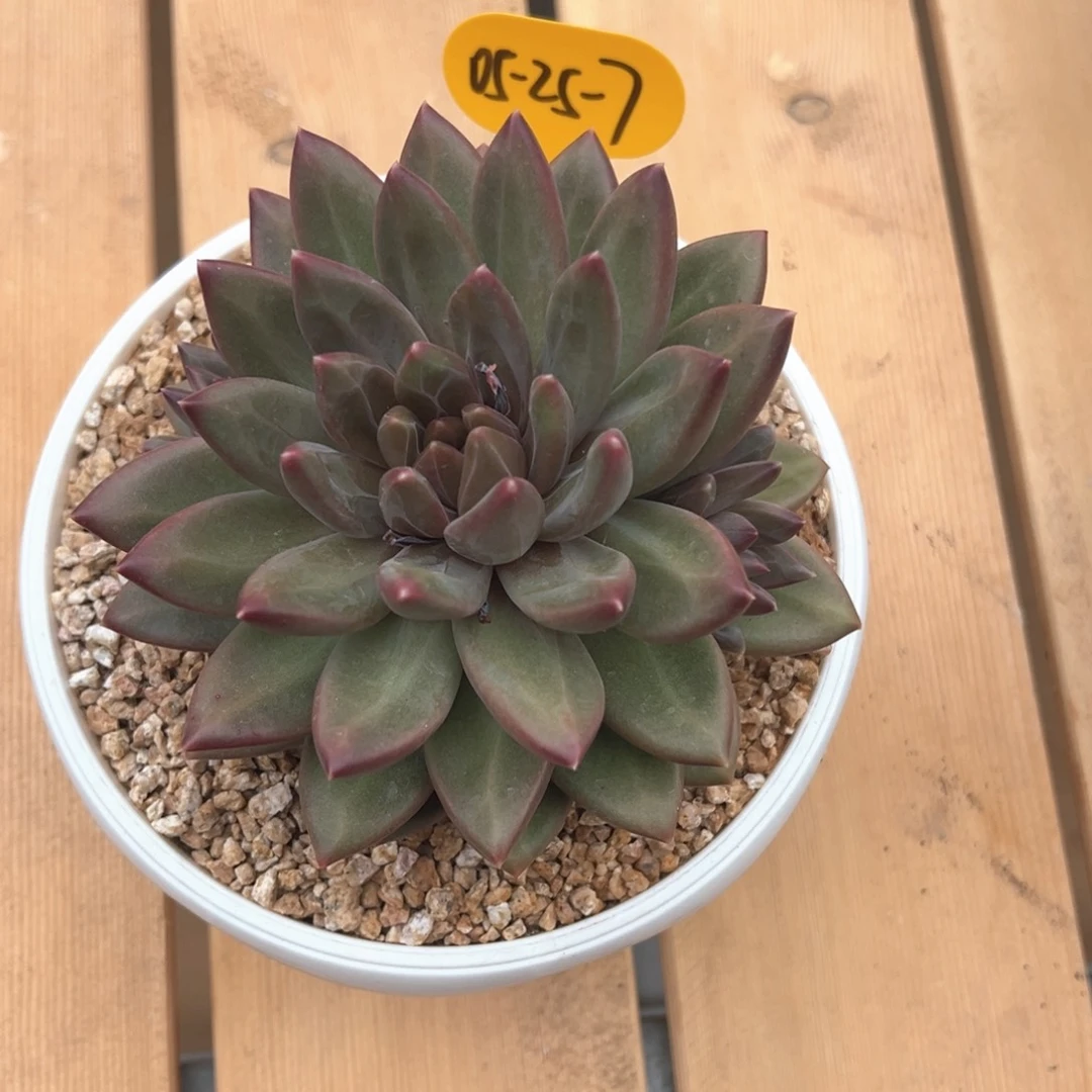 05-25-7迷雾泡泡多肉植物