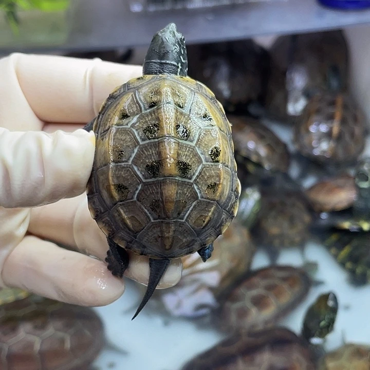 公母搭配宠物龟O*