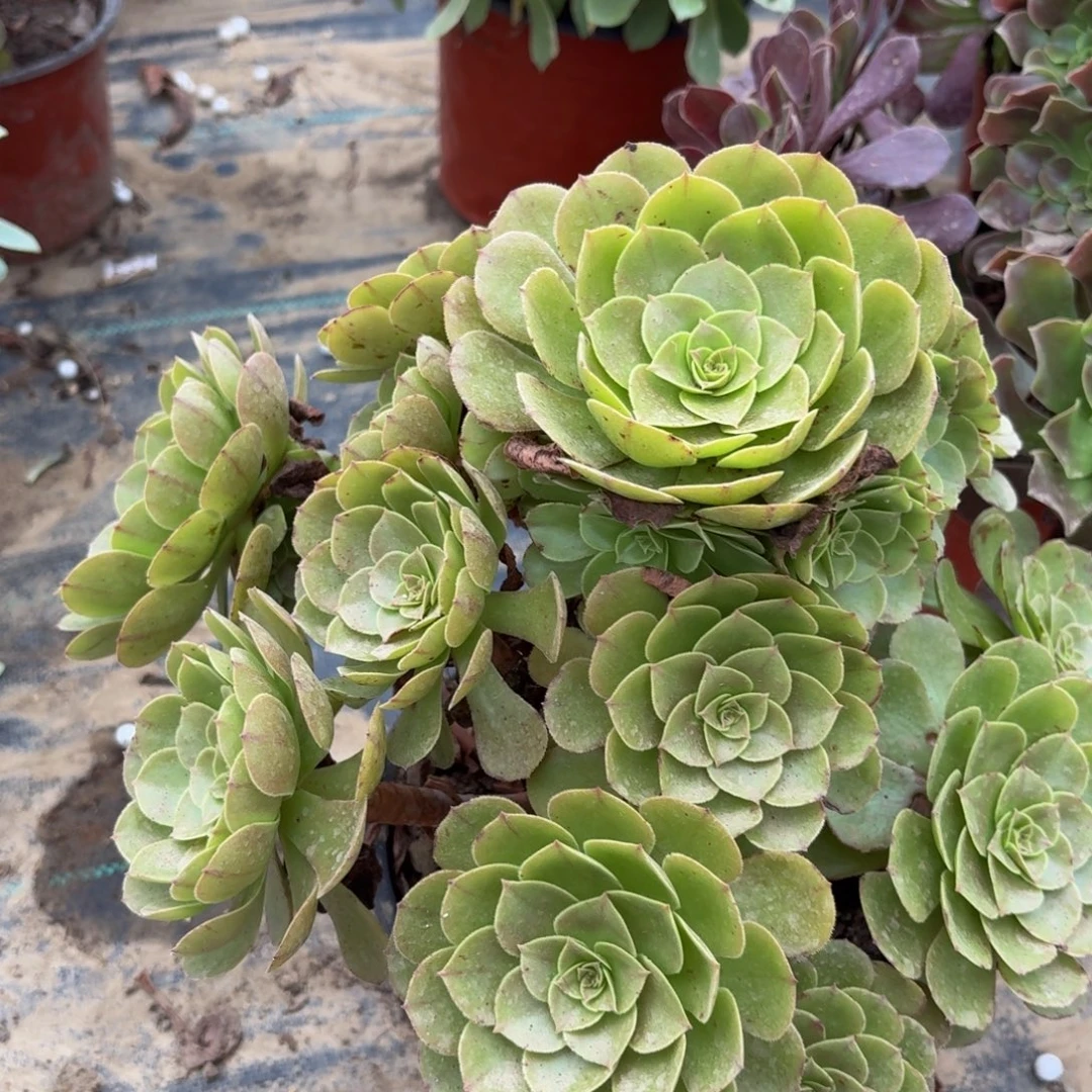 277多肉植物捧花的时候