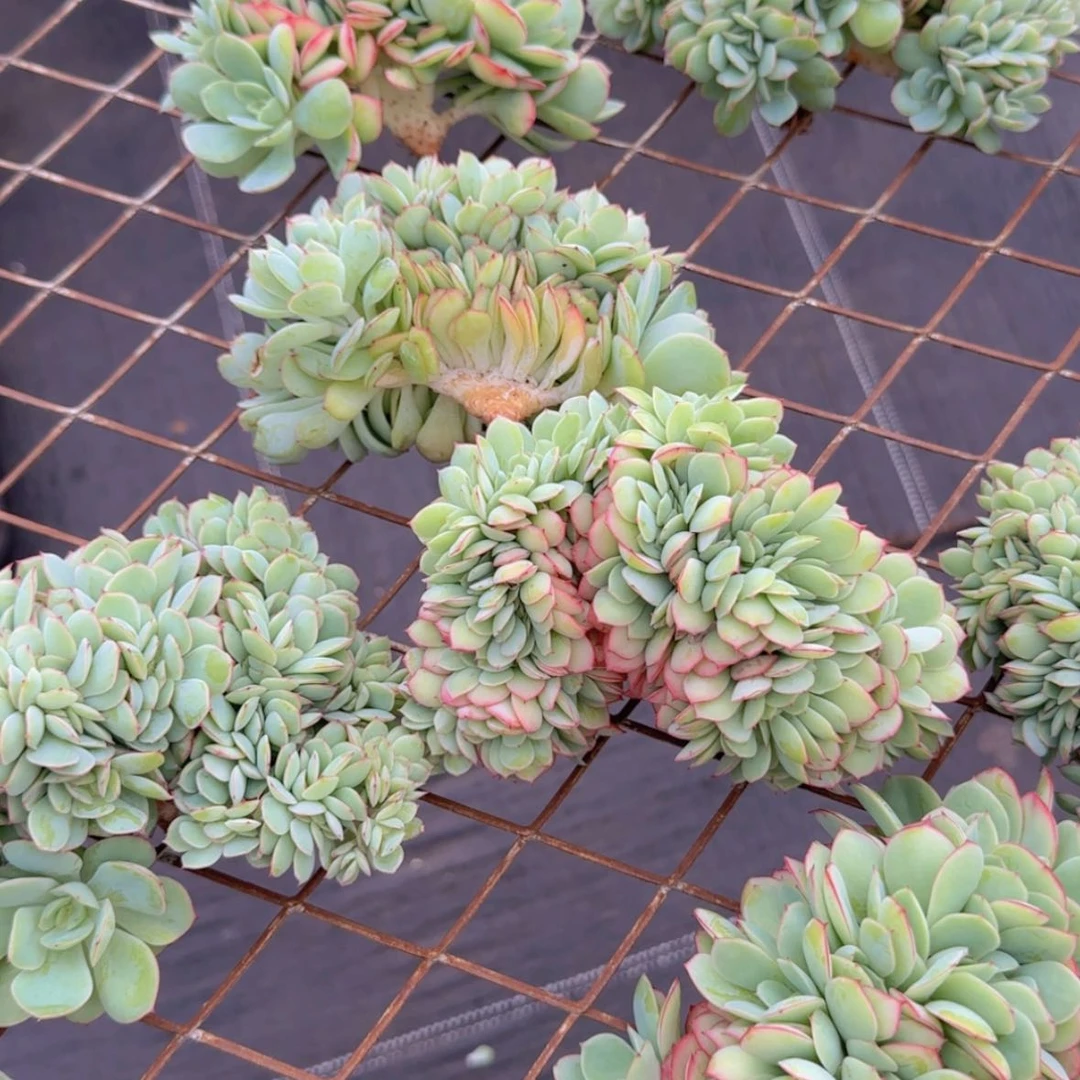 【闪购商品】牡丹亭小树128