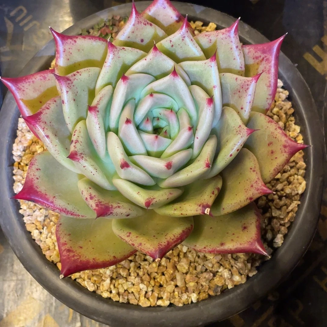****l多肉植物一物一拍