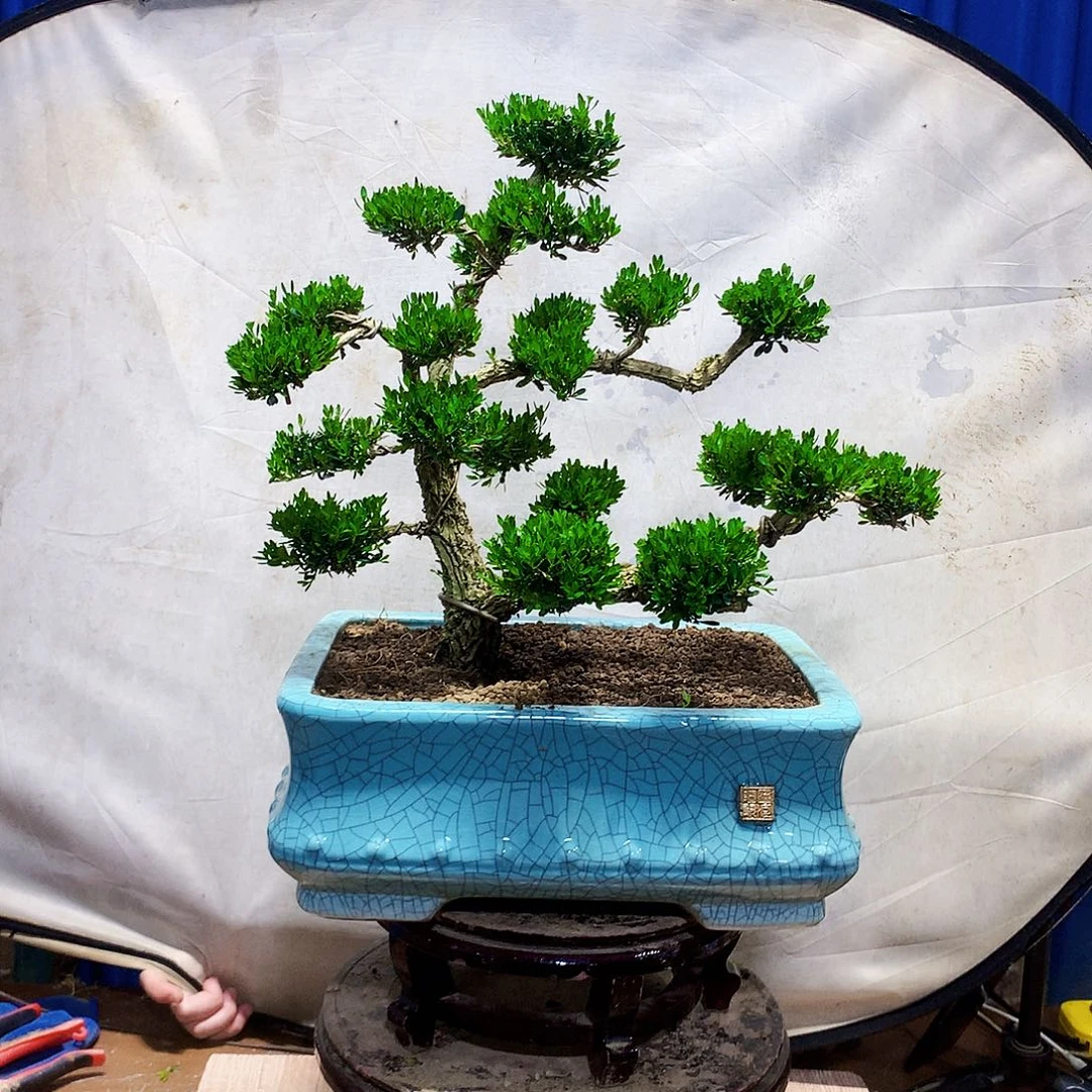 赵***赵无花朵黄杨盆景一物一拍