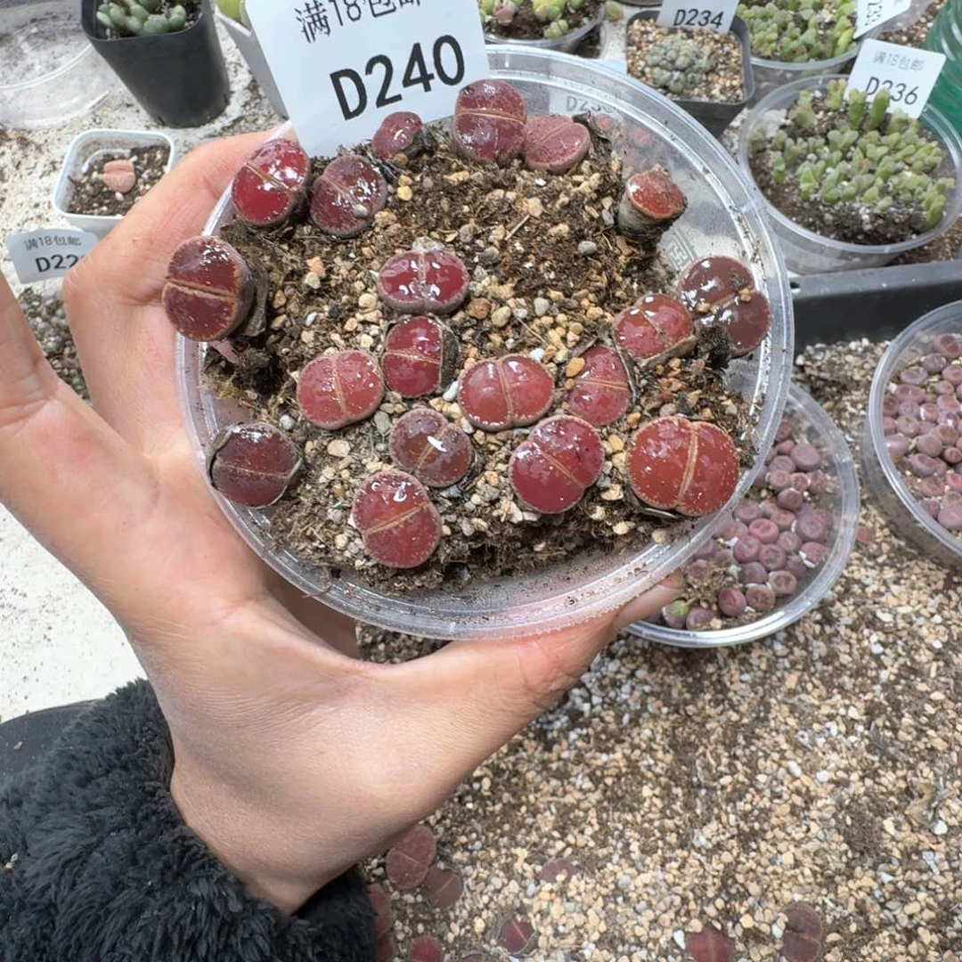 D240。比利时Ko。一大盒