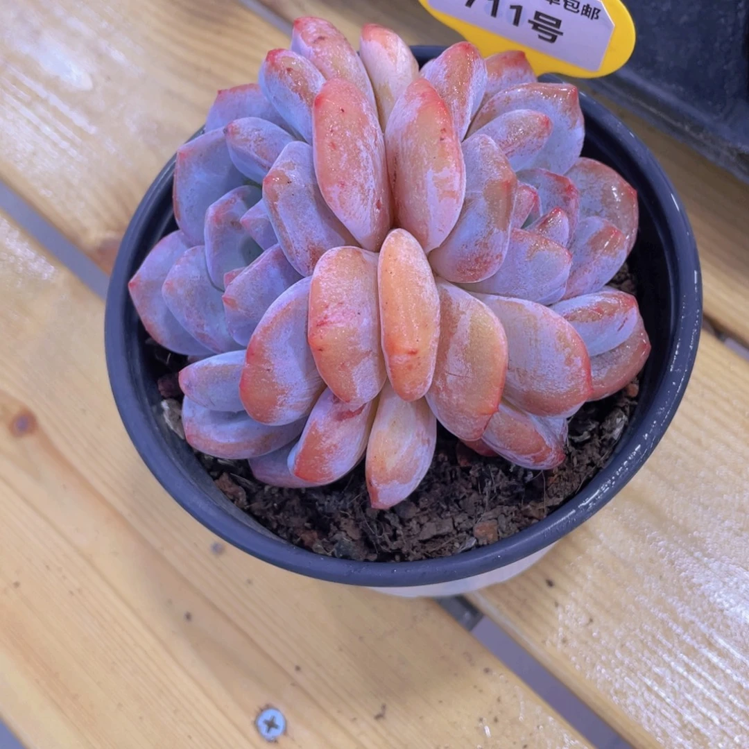 711号 糖心石榴籽星影大双头