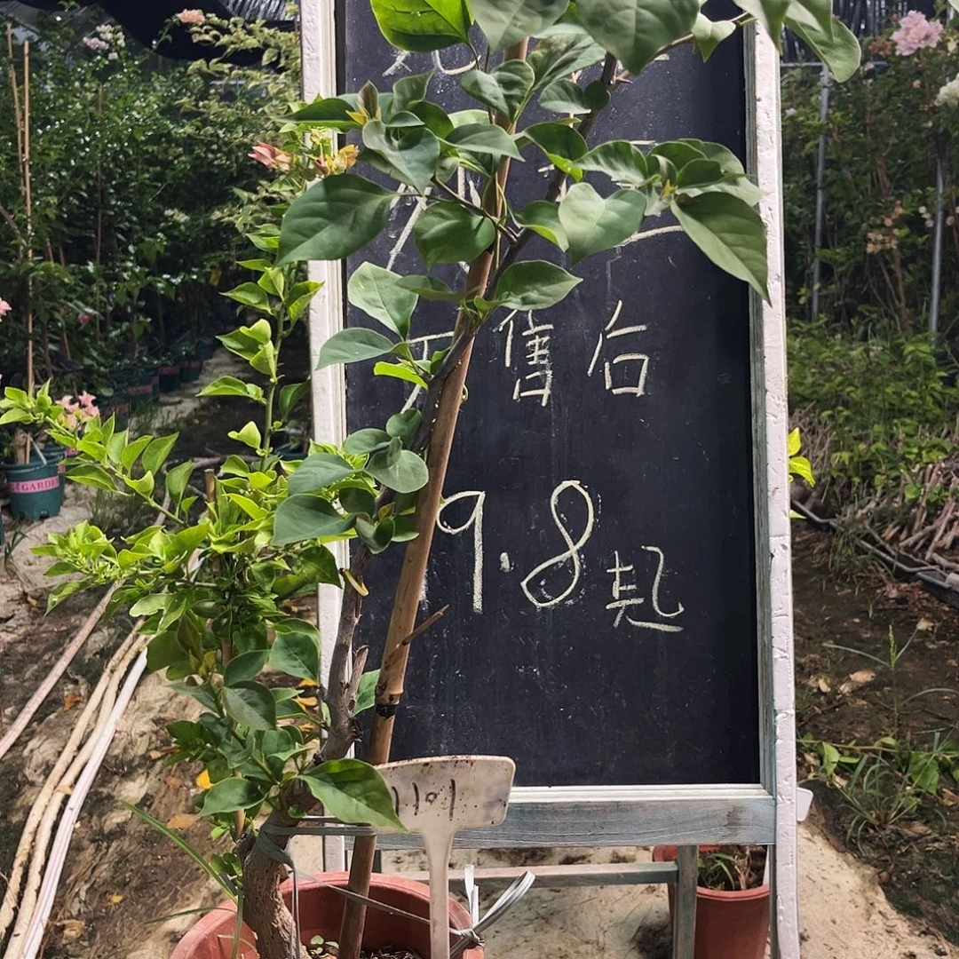 完全开放三角梅三角梅1101