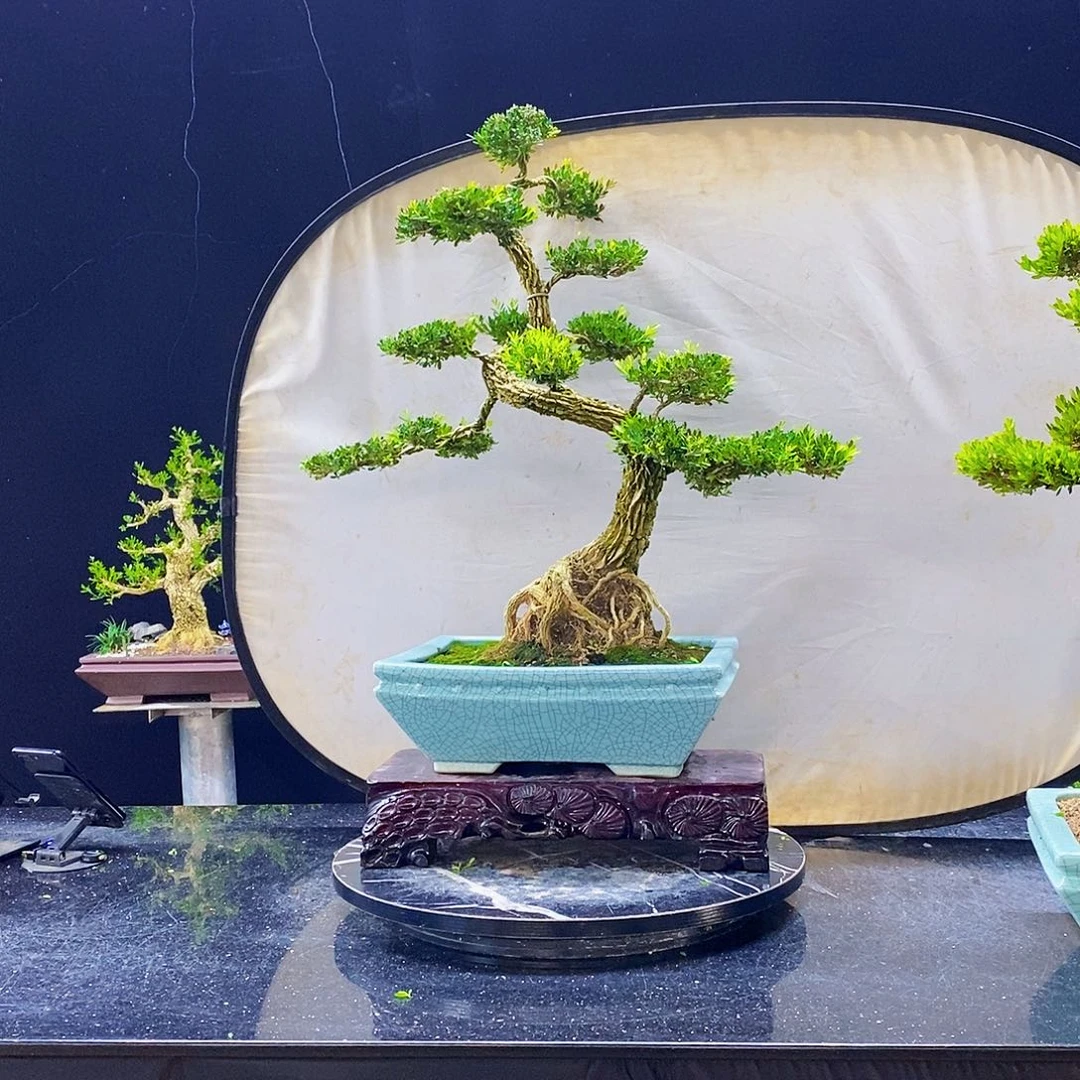 无花朵黄杨盆景造型