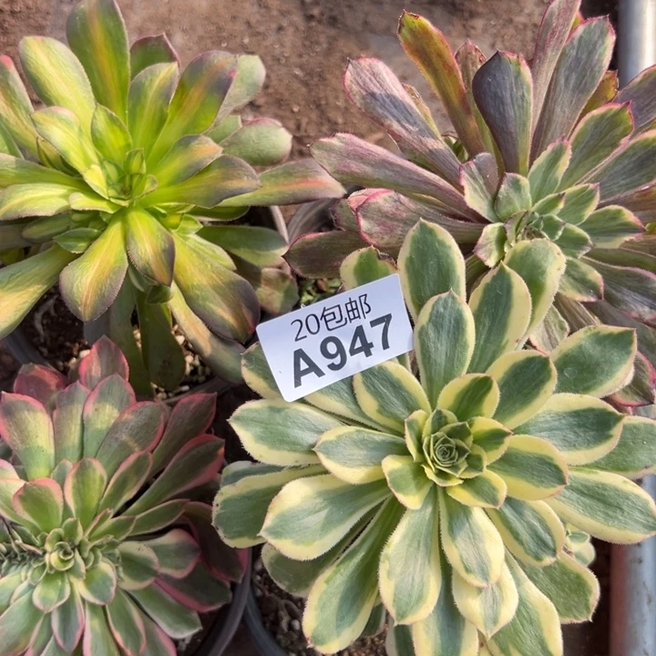 多肉植物947不售后