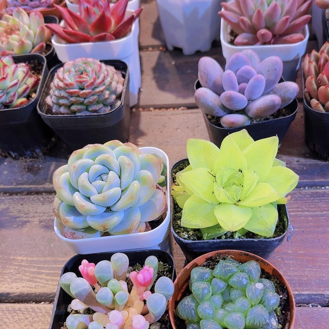 五十锦➕冰玉单➕黄金雨露➕姬雨露