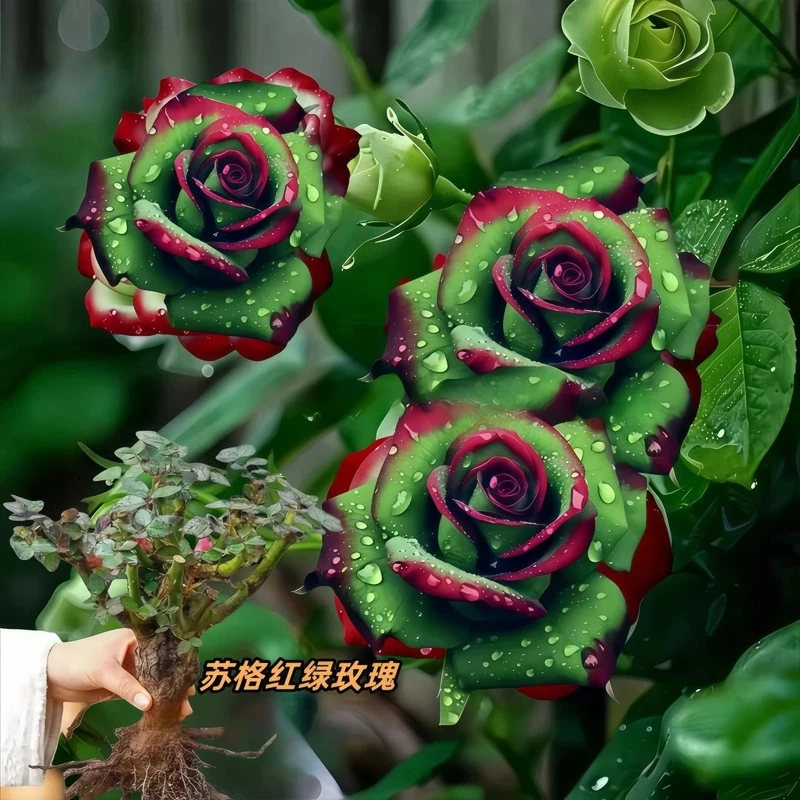 【四季开花】香水玫瑰爆款花卉大全绿植月季老桩根树苗盆栽植物耐寒