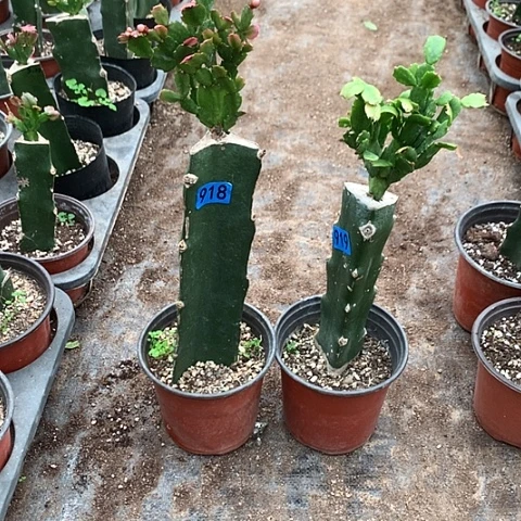 918+919嫁接蟹爪兰：红+黄（柱子有斑点）