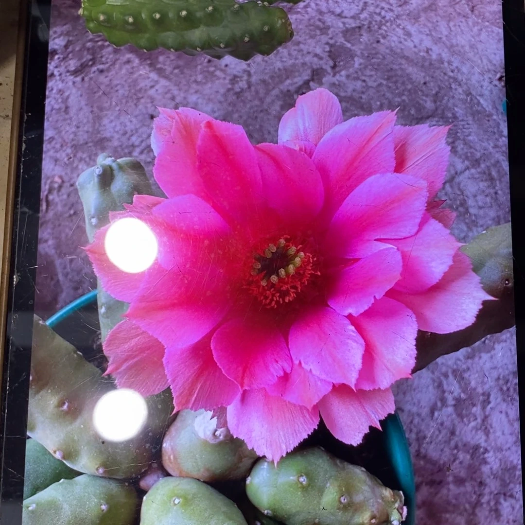 新品水仙情郎A6侧芽一个
