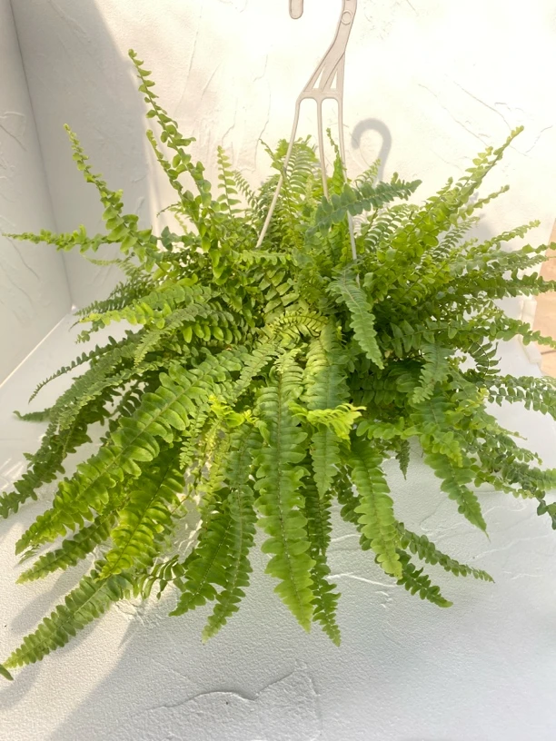 波斯顿蕨盆栽室内绿植 观叶植物 懒人必入的蕨类植物