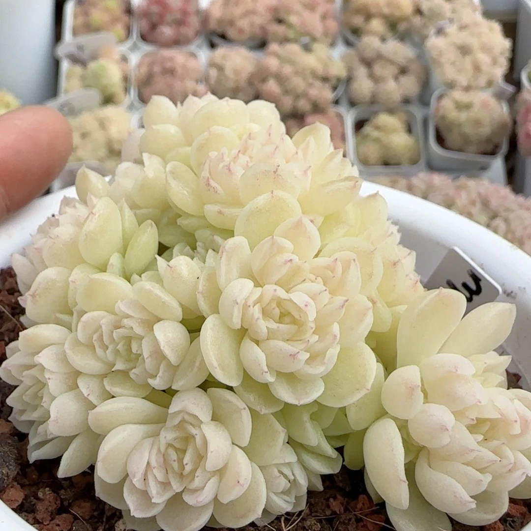 【闪购商品】0223-111（m1-202-2）