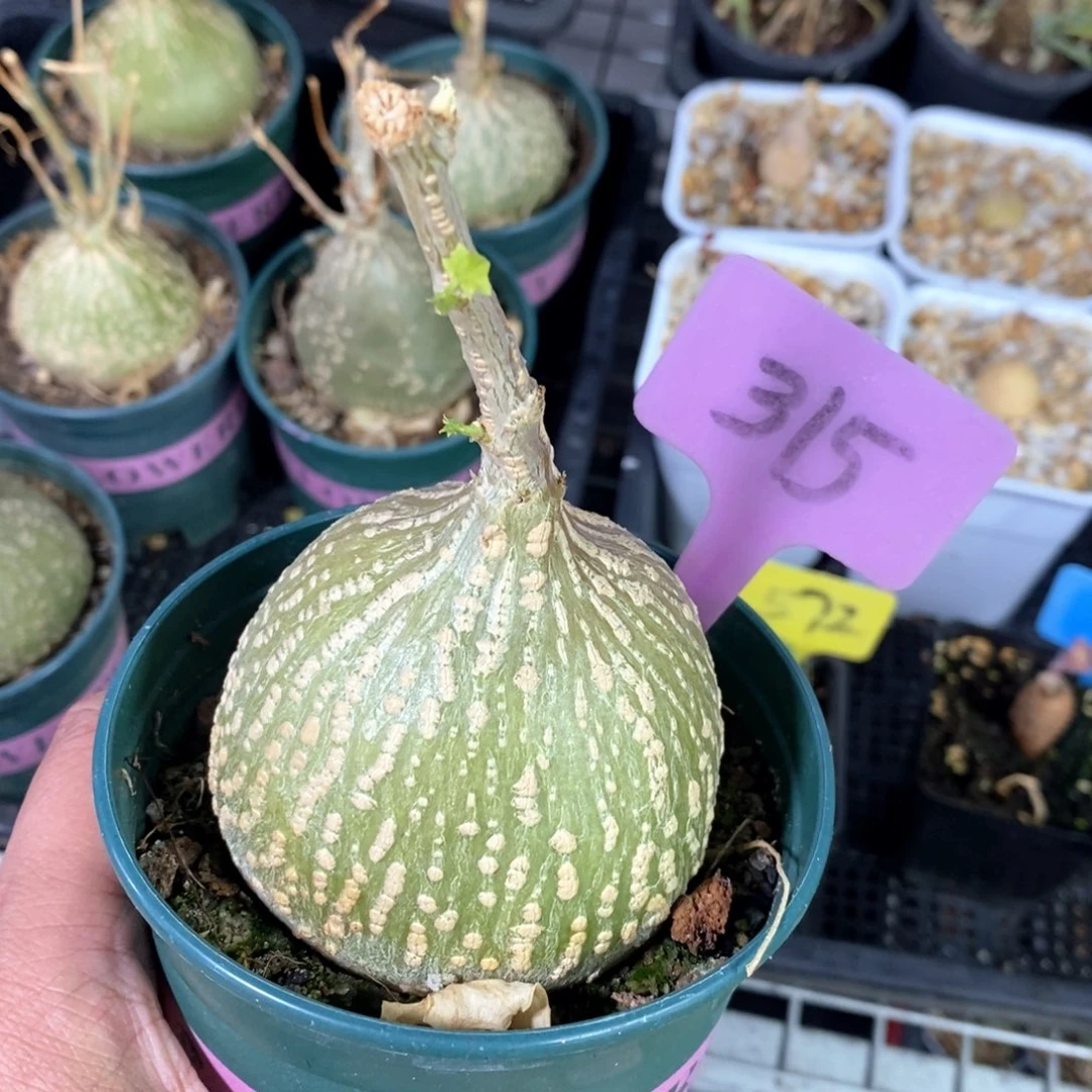 银叶睡布袋多肉植物