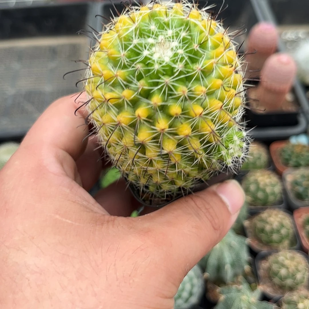 红娜丸单头发货有根