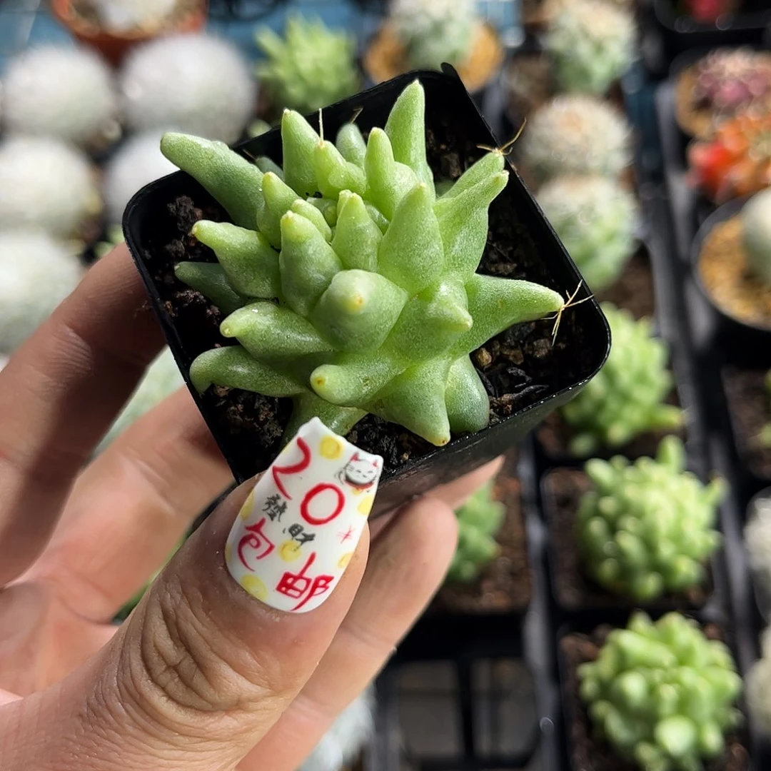 啊太莲的单头发货有根